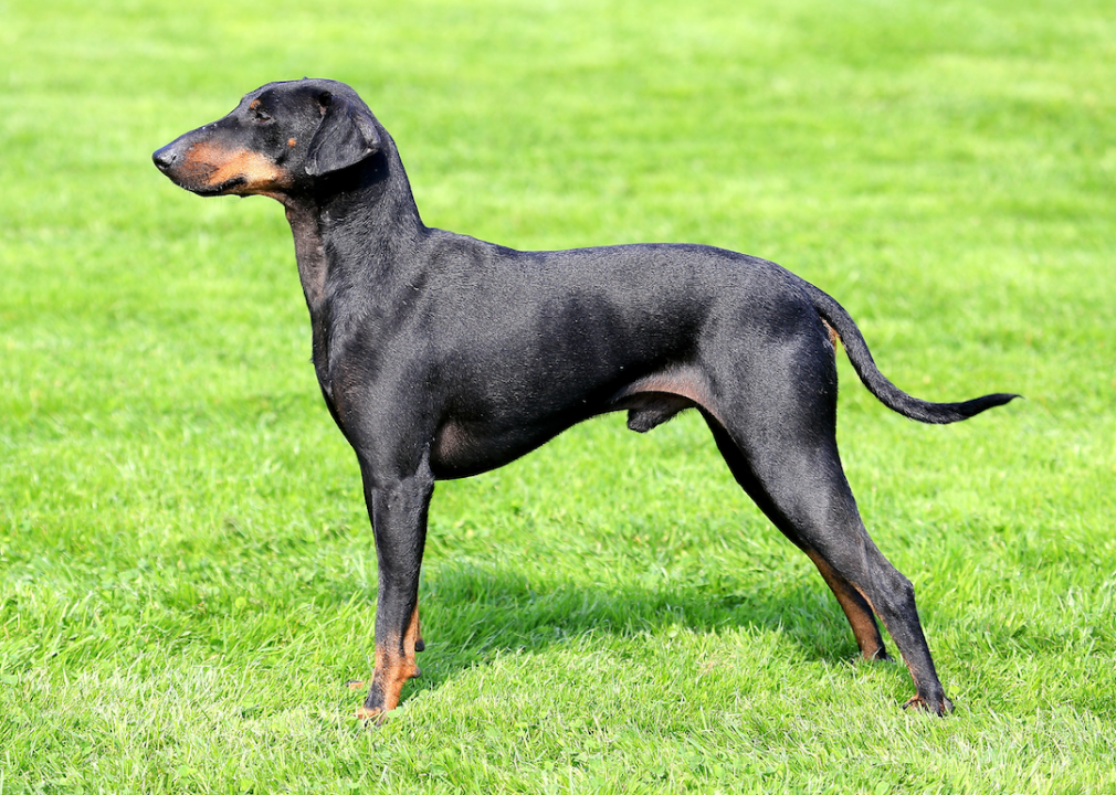 #43. Manchester terrier
